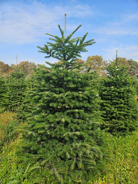 Świeża Jodła Kaukaska 250 cm