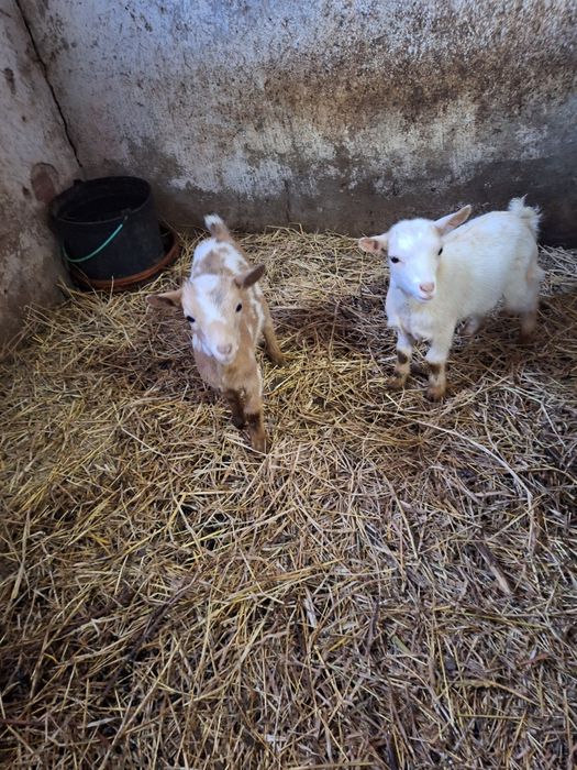 Cabrinhas micro anãs da quinta criadas à solta