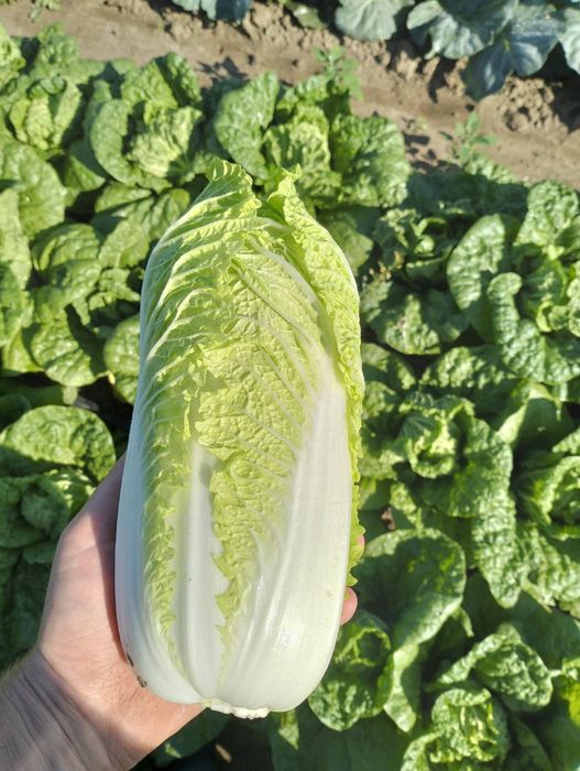Продам пекінську капусту
