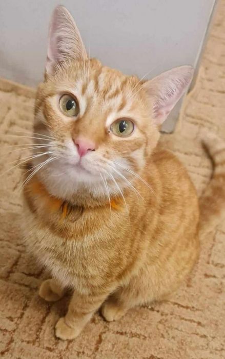 Kochany Dudi do adopcji