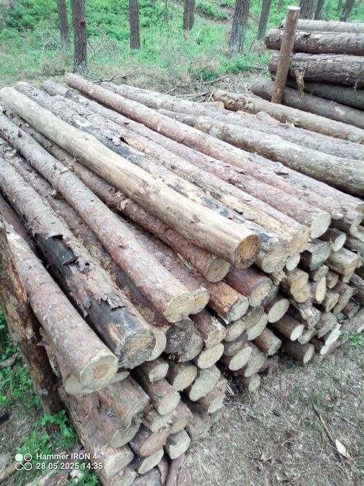 Drewno opałowe suche - sosna gałęziówka.