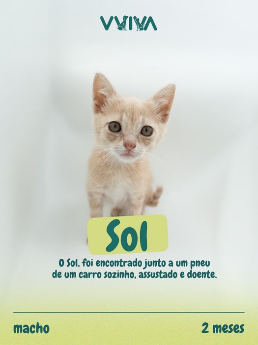 Gatinhos para adoção responsável