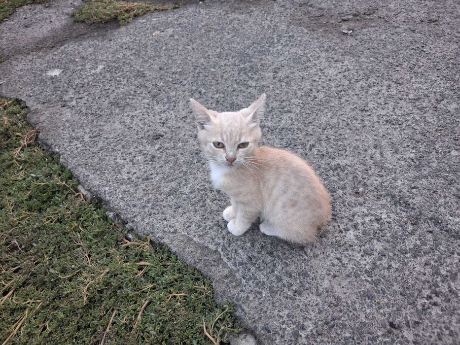 Кошенята безкоштовно
