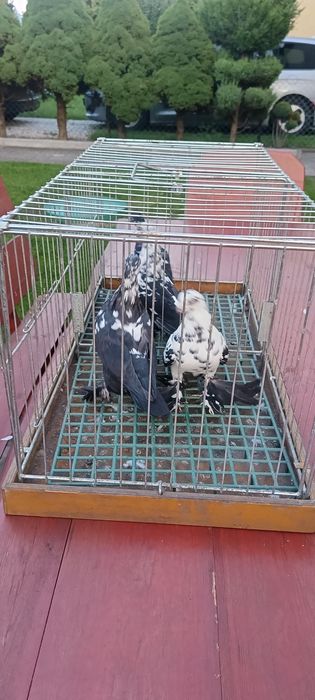 Gołębie wiedyny sprzedam