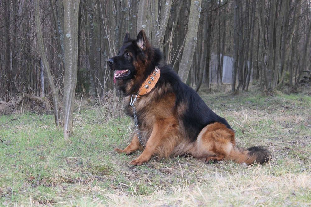 Owczarki niemieckie długowłose potężne linia Zw Świata FCI