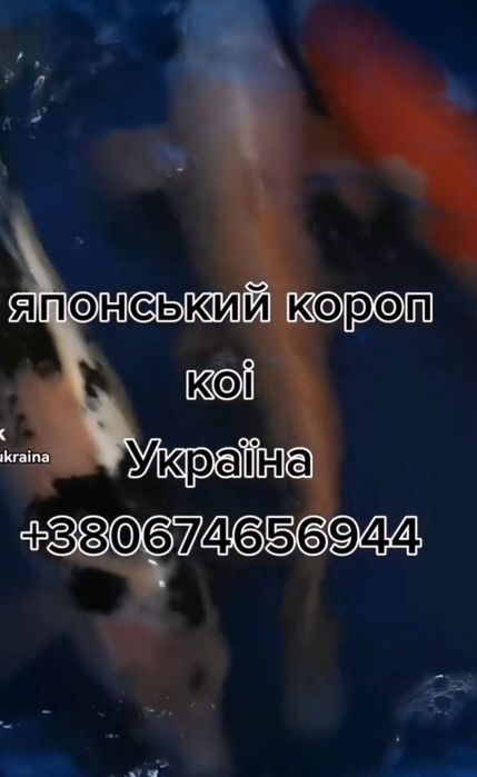 Короп коі ціна, ставкова риба, коі опт, великі коі,мікс коі,зоомагазин