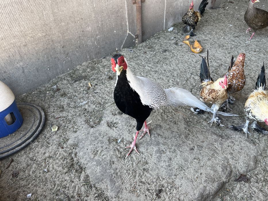 Фазан серебристий