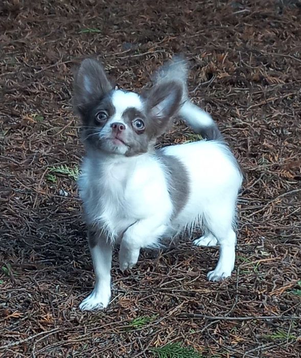 Чихуахуа біло- ліловий