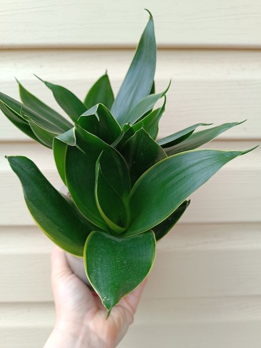 Продам Сансивьеры.