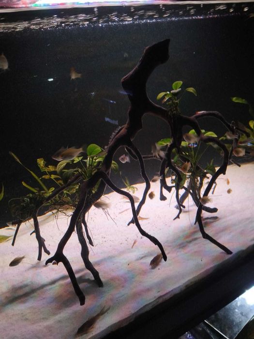 Tronco/Raiz red wood