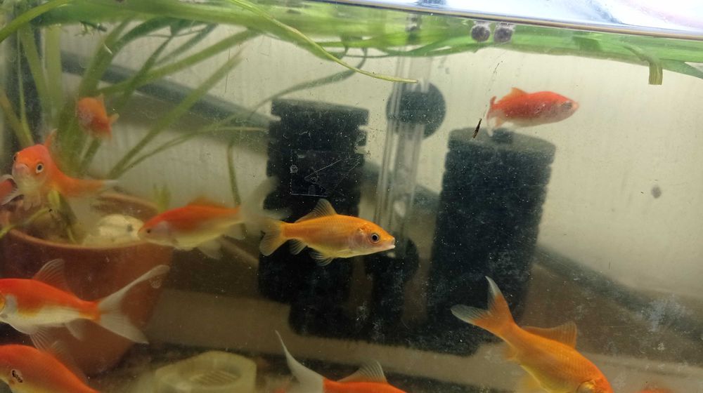 Peixes de Estimação ArrobaFish