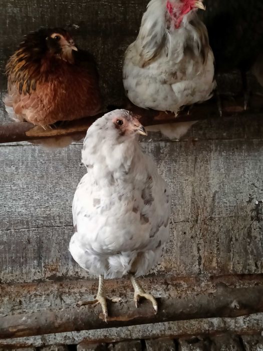 Jaja lęgowe araukana