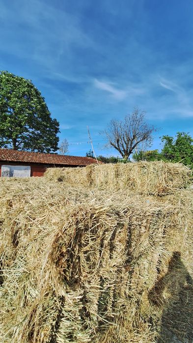 Fardos de palha azevem