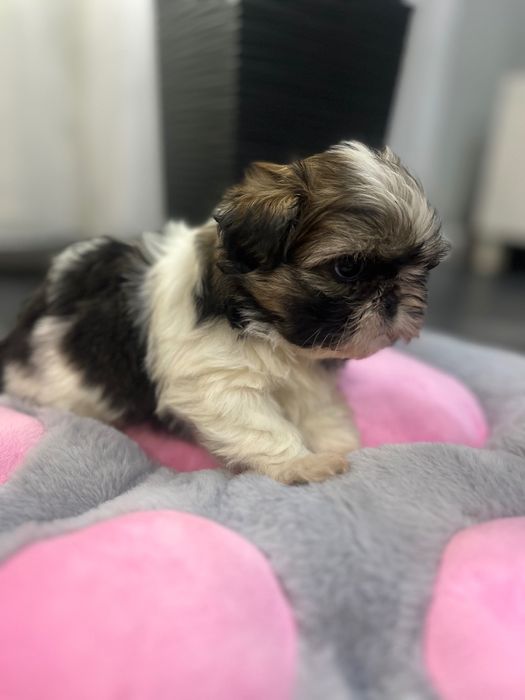 Shih tzu Suczka