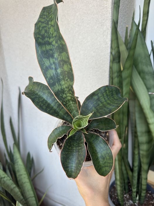 Sansevieria Phupamon Delight