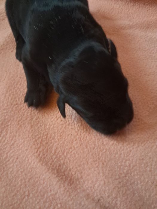 Labrador retriever dziewczynka czarna