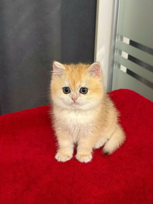 Красавица золотая шиншилла