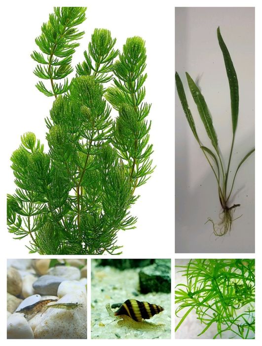 Аквариумные  Креветки,  рыбы, растения, Хелены