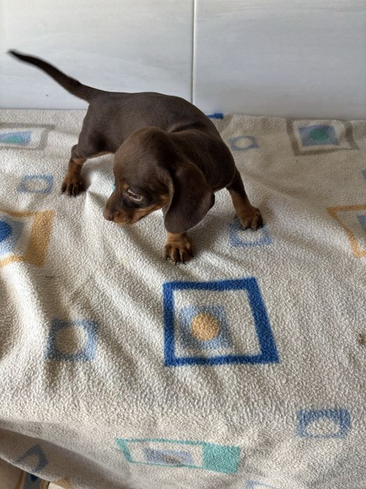 Teckel macho chocokate miniatura