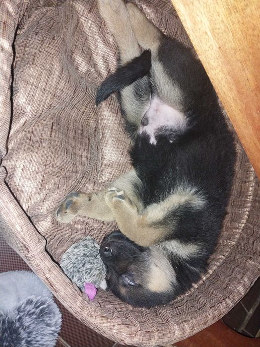 Цуценята Вівчарки