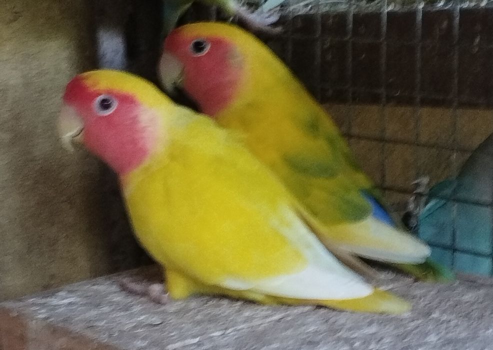 Casal certinho pronto a criar