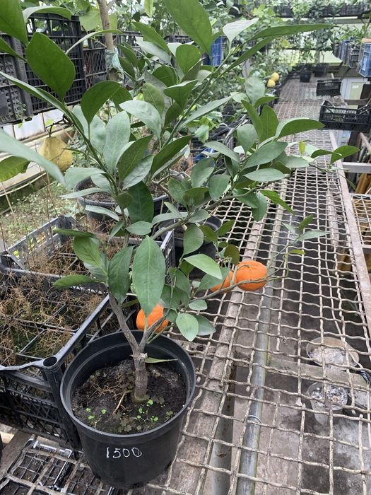 Щеплені мандарини, кумквати. Черенковані лимони