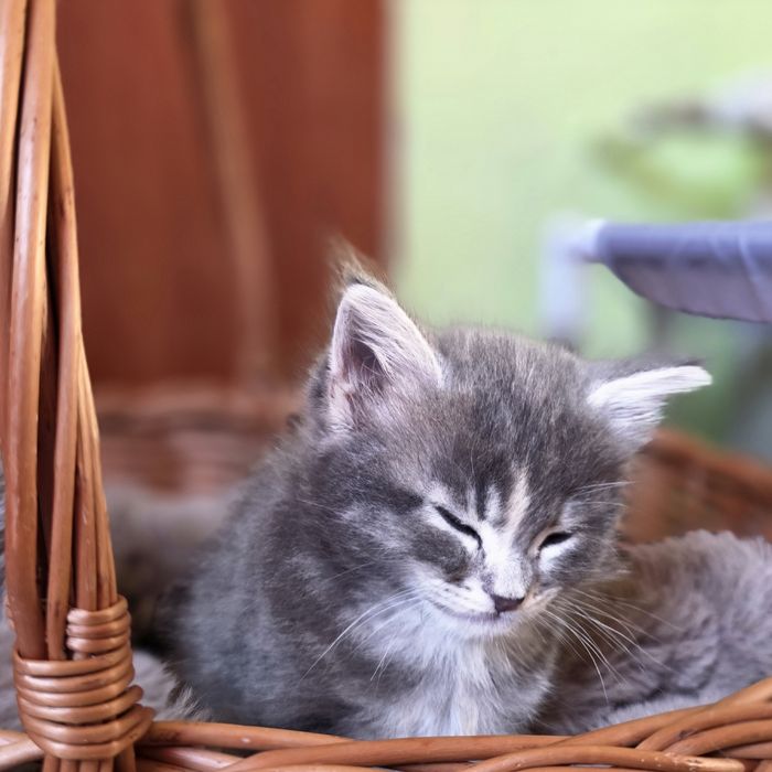 Kotka Maine Coon