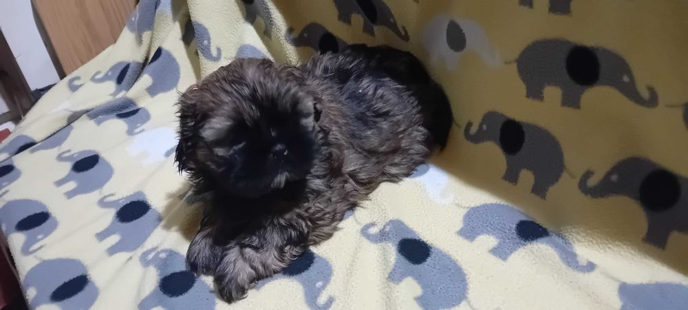 Piękny suczka Shih-tzu