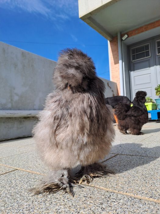 Sedosa do Japão - pintos