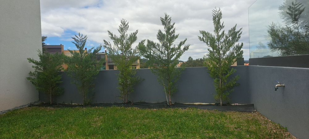 5x Cedros Leyland 1.5M/1.75M