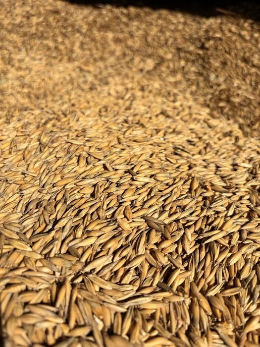 Zboże pszenżyto ,mieszanka owies-jęczmień