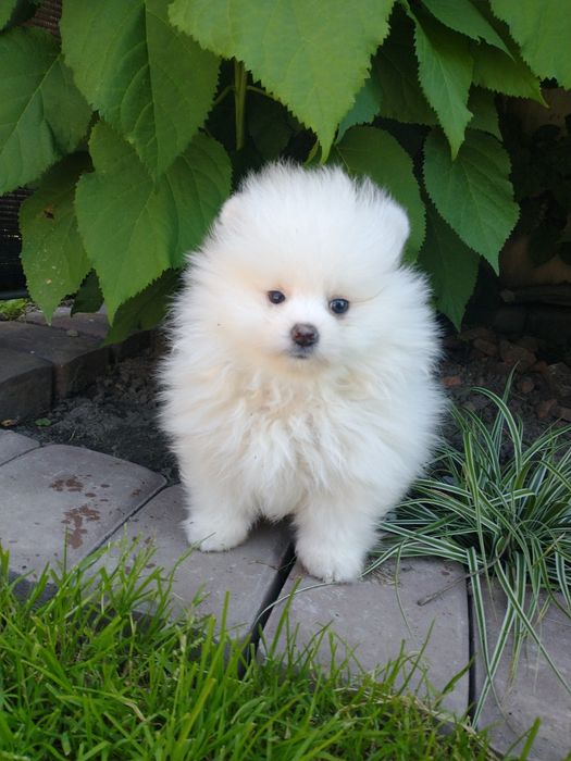 Szpic miniaturowy pomeranian chłopak