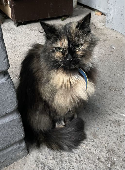 Стерилізована кішечка шукає люблячу родину