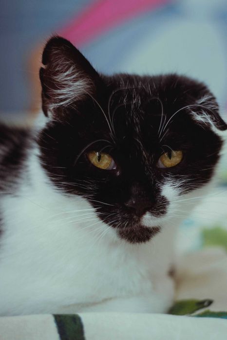 Czarująca Cysia do adopcji