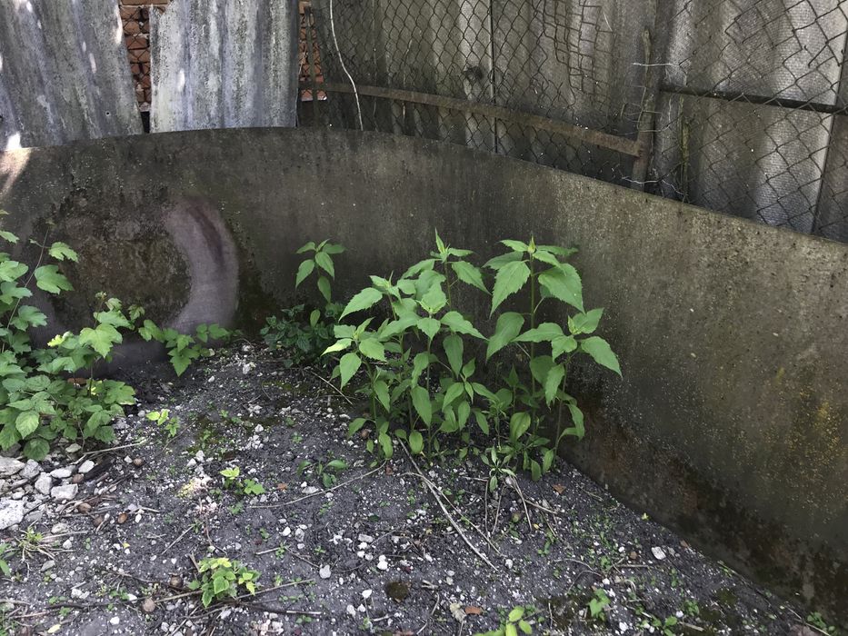 Соснові дошки сухостій