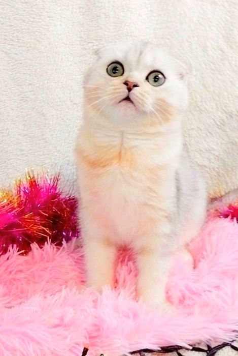 Ооочень добрый и ласковый котёночек Серебристый шиншилла фолдик