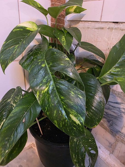 Epipremnum pinnatum 'Yellow Flame' (Goldfinger)