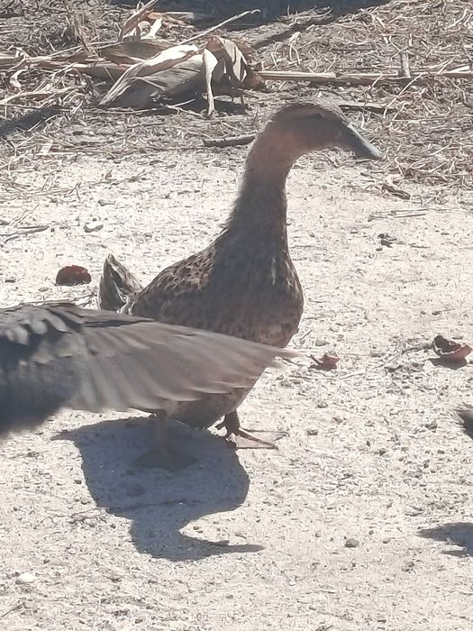 Casal de Patos cayugas