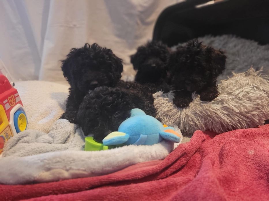 Maltipoo suczka Warszawa pudel maltańczyk