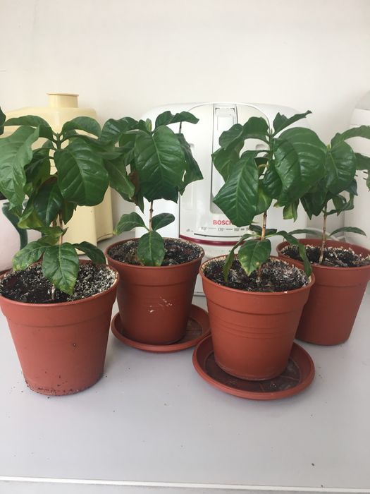 Кофе кофейное дерево   25 см