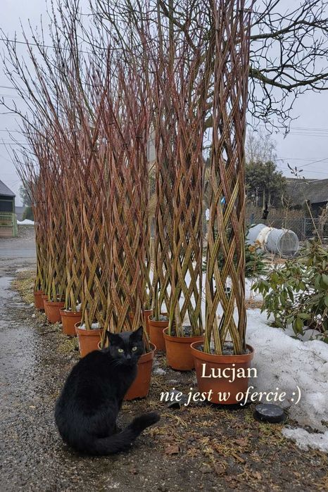 Sklep Pagórkowo Wierzba pleciona, nasiona, nawozy, kora, ziemia