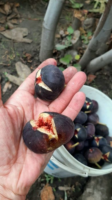 инжир Шави Легви черенки