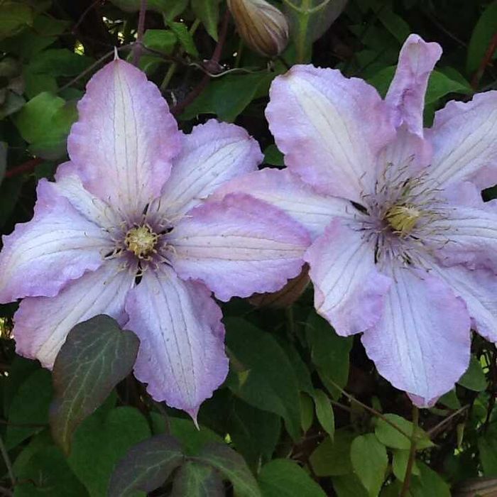 Клематис куст "серенада Крыма"