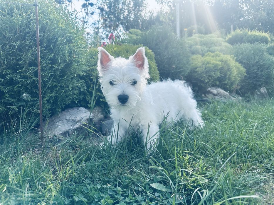 West Highland White Terrier