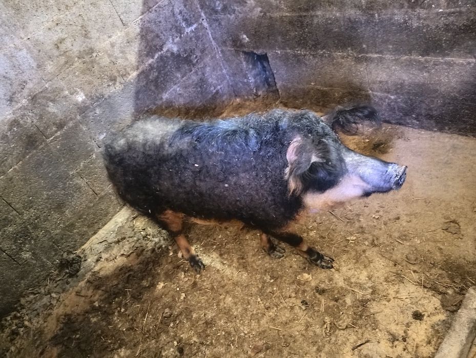 Porca para consumo ou criação