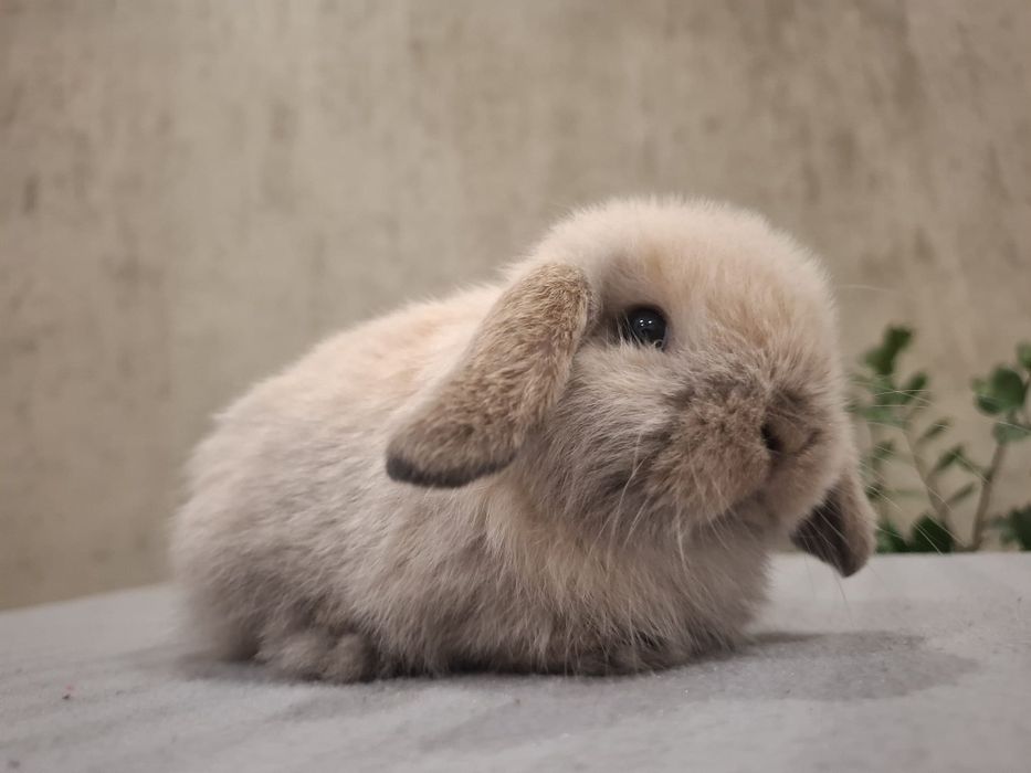 Królik miniaturka mini lop króliczek Teddy niderlandzki lewki angora