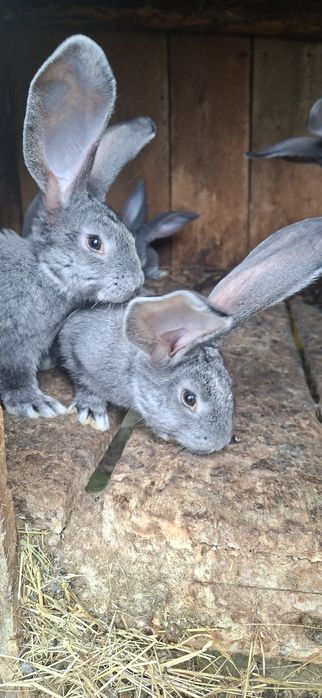 Бельгійський велетень