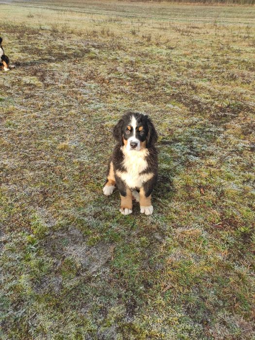 Berneński pies pasterski berneńskie z metryką i czipem