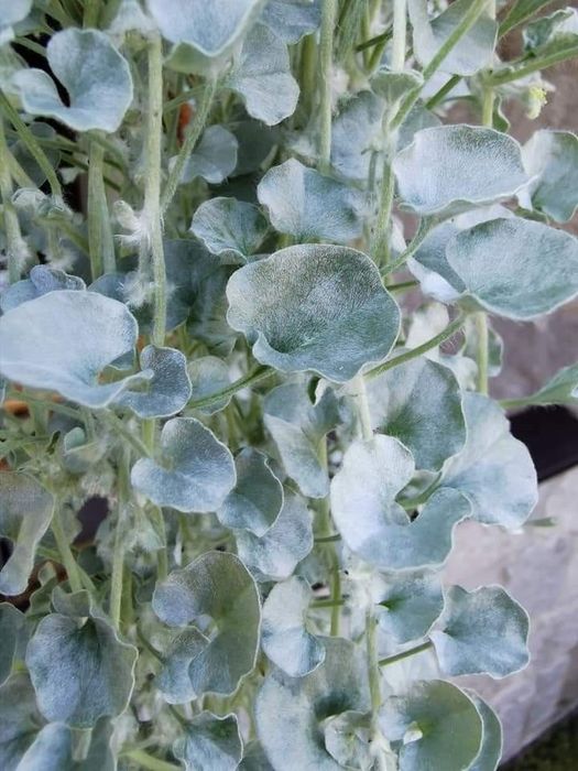 Dichondra srebrzysta