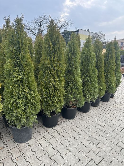 Thuja Smaragd 1,6m  >Gęsta< tuja żywopłot żywotnik